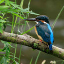 Canon RF 100-400mm f/5.6-8 IS USM Lens