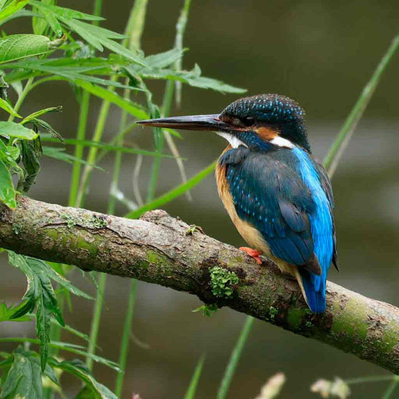 Canon RF 100-400mm f/5.6-8 IS USM Lens