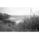 Film Photography Project Dracula 35 Black and White 35mm Film | 24 Exposures